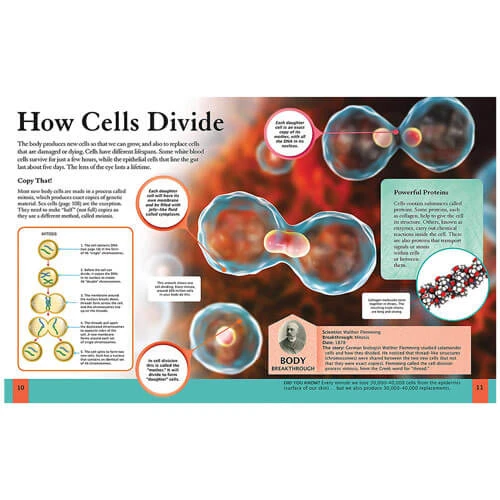 Children's Human Body Encyclopedia 2 Children's Human Body Encyclopedia - Image 2