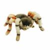 Jumping Spider (29cm W)